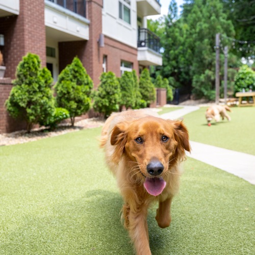 Pet Policy Image